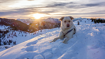 Animals, Sky, Mountains, Snow, Dog, Rescuer HD wallpaper