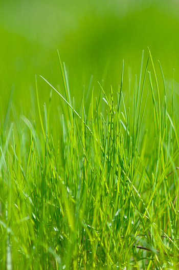 Meadow, Nature, Grass, Macro HD phone wallpaper