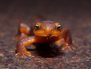 Animals, Lizards HD wallpaper