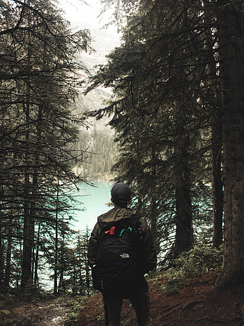 Trees, Miscellanea, Miscellaneous, Forest, Loneliness, Alone, Lonely HD phone wallpaper