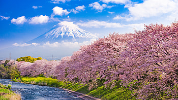 Closeup View Of River Pink Blossom Sakura Flowers Bushes And Landscape View Of Mountain Under White Clouds Blue Sky Nature HD wallpaper