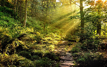path-in-the-forest, light, trees, colors, nature, grass, forest HD wallpaper