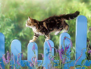 Animals, Fluffy, Kitty, Kitten, Fence, Stroll HD wallpaper