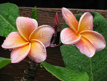 Plumeria dewy(for Adelina), Dew, Flowers, Nature, , Plumeria, Plumeria dewy HD wallpaper