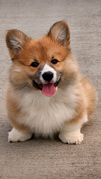 Fluffy, Corgis HD phone wallpaper