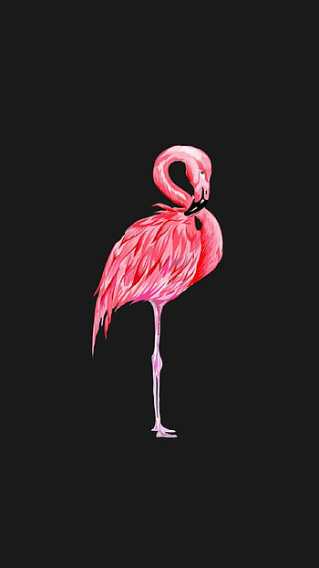 Flamingo , Harmonious home decor, Timeless elegance, Home and living inspiration HD phone wallpaper