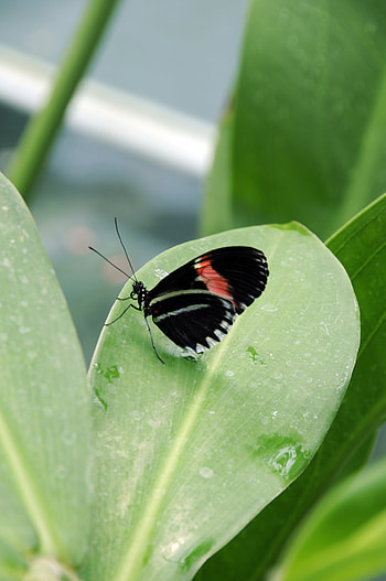 Plant, Macro, Insect, Butterfly, Leaflet HD phone wallpaper