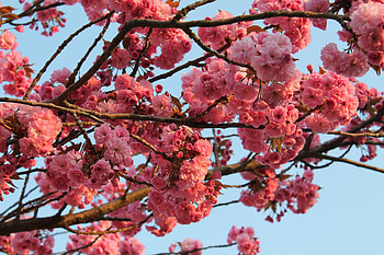 Flowers, Wood, Tree, Bloom, Flowering, Spring HD wallpaper