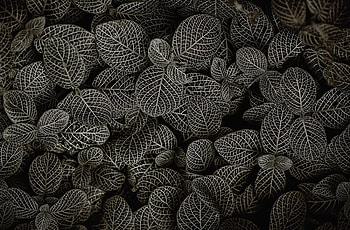 Nature, Leaves, Bush, View From Above HD wallpaper