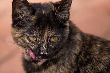 Animals, Cat, Muzzle, Spotted, Spotty, Lick Your Lips, Licking HD wallpaper