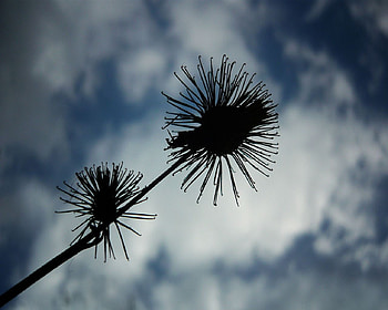 deadwood in the sky, sky, nature, flowers, zavaidoc HD wallpaper