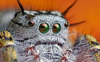 Spider, Jumping spider , Natural beauty, collection HD wallpaper