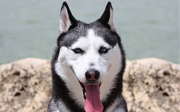 Animals, Dog, Muzzle, Sweetheart, Nice, Husky, Haska HD wallpaper