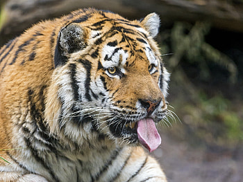 Animals, Muzzle, Predator, Tiger, Protruding Tongue, Tongue Stuck Out HD wallpaper