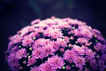 Flowers, Chrysanthemum, Bloom, Flowering, Bouquet, Purple HD wallpaper