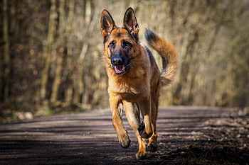German Shepherd, German Shepherd , Expert HD wallpaper
