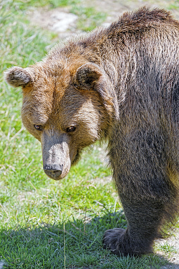 Animals, Muzzle, Bear, Predator, Sight, Opinion, Animal HD phone wallpaper