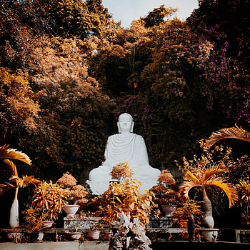 Buddha, Plants, Trees, Miscellanea, Miscellaneous, Buddhism, Sculpture, Harmony HD phone wallpaper