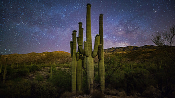 Cactus plants, Windows 11, Microsoft stock HD wallpaper