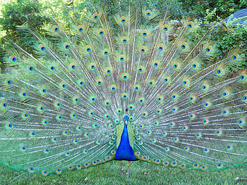 what a flirty guy, colours, peacock, bird HD wallpaper