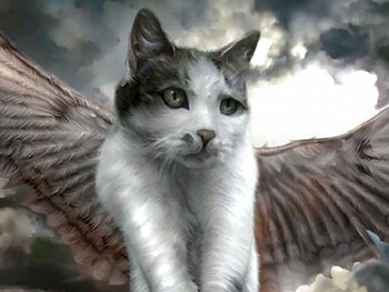 angel cat, angel, cat HD wallpaper