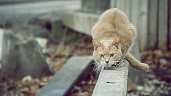 Animals, Cat, Hunting, Hunt, Street, Attention HD wallpaper