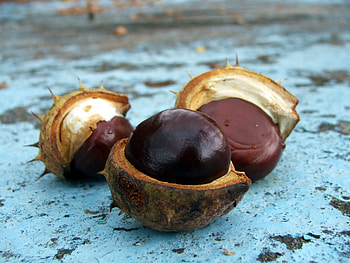 Food, Fruit, Ripe, Fetus, Chestnut HD wallpaper