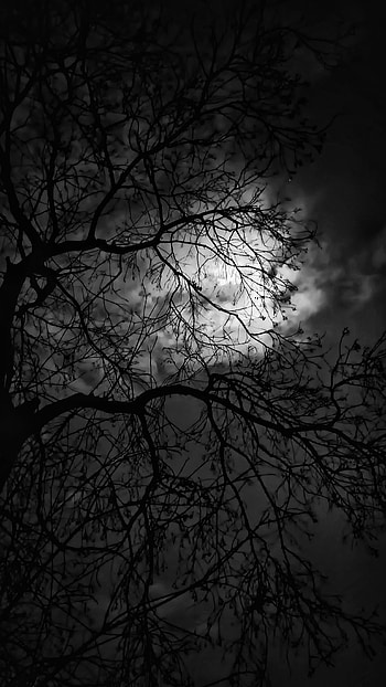 Scary tree, atmosphere, sky HD phone wallpaper