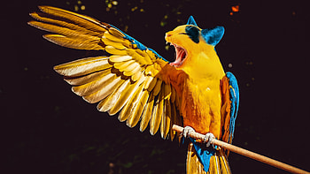 :-), blue, black, bird, pasare, cat, feather, xresch, fantasy, wing, pisici, yellow, funny, parrot HD wallpaper