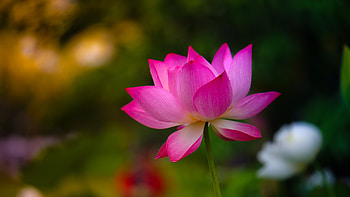 Pink lotus flower, Serenity in nature, Exquisite water lily, Vibrant pink color HD wallpaper