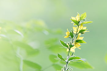 Bright yellow flowers in focus with green blurred background, symbolizing nature's beauty and growth. HD wallpaper