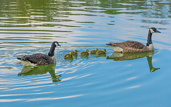 Canadian Goose Family, Germany, water, family, geese HD wallpaper