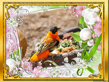 PRETTY BIRD, PRETTY, FRAMED, , BIRD HD wallpaper