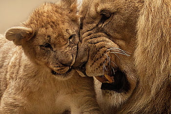 Tender moment shared between a lion and its cub, showcasing the familial bond in the wild. HD wallpaper