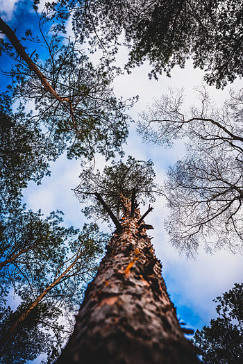 Nature, Trees, Sky, Clouds, Branches, Bark, Bottom View HD phone wallpaper
