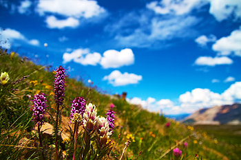 Flowers, Grass, Summer, Bloom, Flowering, Field, Polyana, Glade HD wallpaper