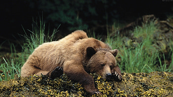 Sleeping, Grizzly Bears HD wallpaper