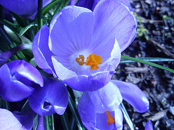 flowers HD wallpaper
