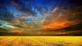 Cloudy Sunset over Golden Field, Fields, Nature, Sunsets, Clouds, Sky HD wallpaper