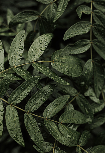 Nature, Leaves, Drops, Plant, Macro HD phone wallpaper