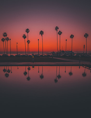 Nature, Sunset, Palms, Usa, Reflection, United States, San Diego HD phone wallpaper