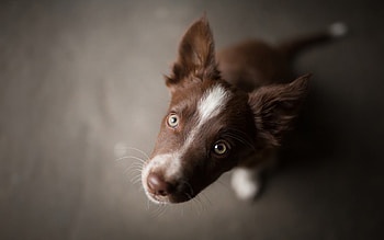 Puppy, animal, brown, border collie, australian shepherd, eyes, cute, caine HD wallpaper