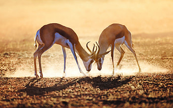 Antelope , que scenery, Wildlife graphy, Serenity HD wallpaper