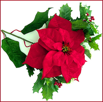 Poinsettia, plant, star shape, christmas, green, red HD wallpaper
