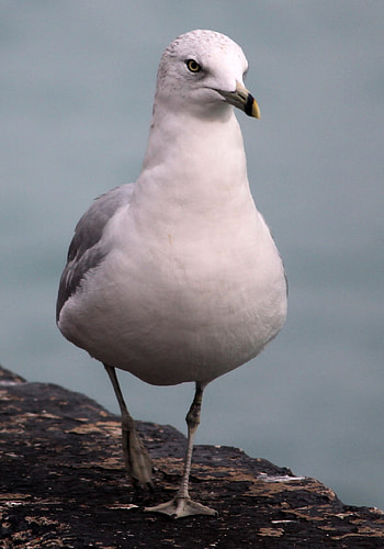 Nature's beauty, Seagull graphy, Coastal marvels, Tranquil ry HD phone wallpaper