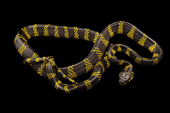 Boiga snake, Joel Sartore, Wildlife grapher, Reptile portraits HD wallpaper