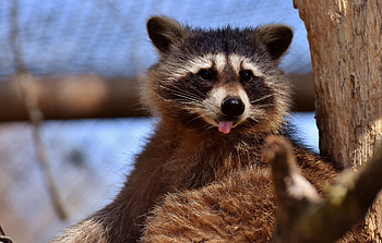 Animals, Muzzle, Protruding Tongue, Tongue Stuck Out, Raccoon HD wallpaper