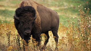bison , Majestic animal ry, Untamed wilderness, Wildlife wonder HD wallpaper