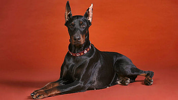 Animals, To Lie Down, Lie, Dog, Collar, Doberman, Shoot, ession HD wallpaper