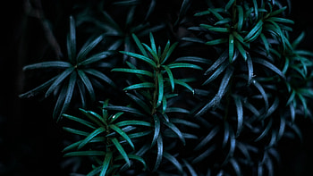 leaves , leaves backgrounds, Leaves , Top HD wallpaper